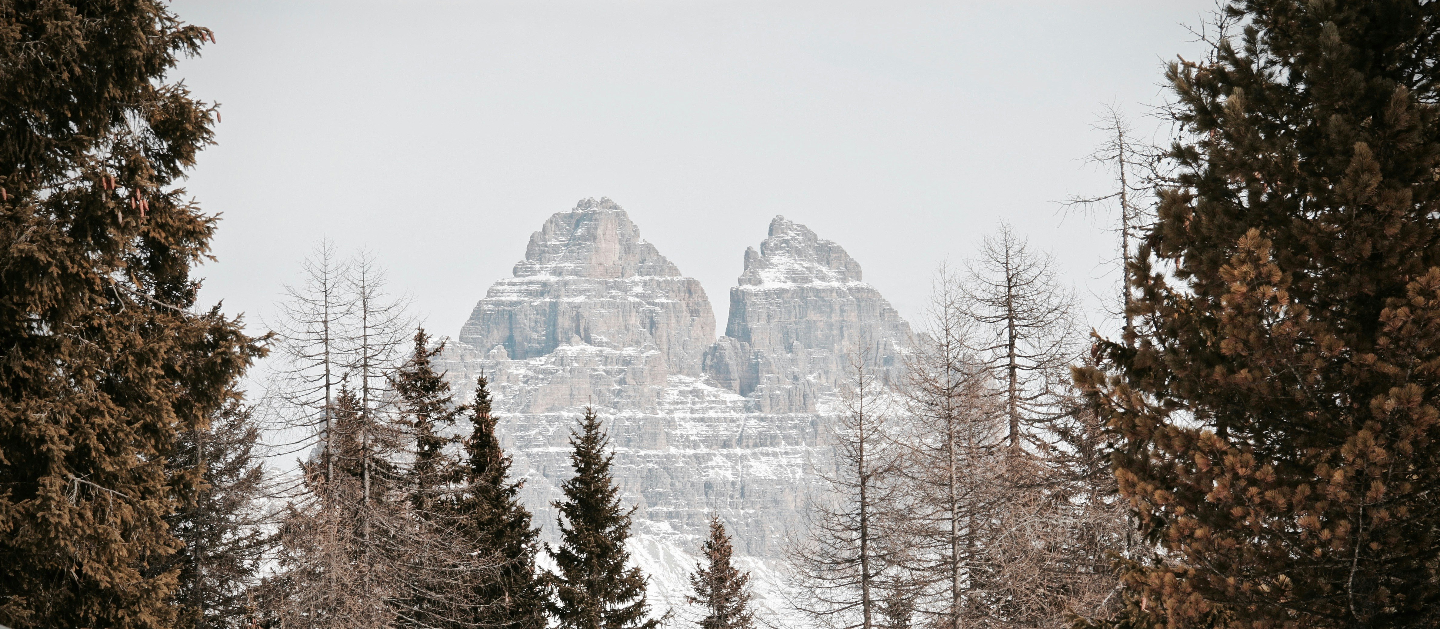 pine trees near snow-covered mountain during daytime